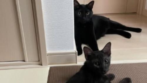 室内にいる猫たち