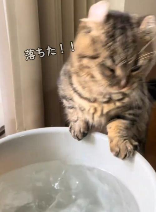 慌てる猫
