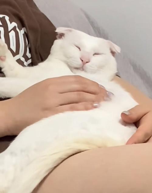 投稿主さんの足の上で寝る白猫