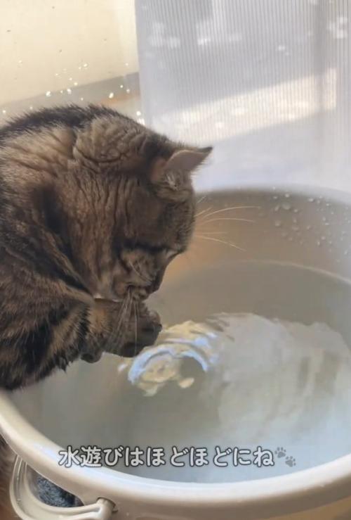 水を見つめる猫