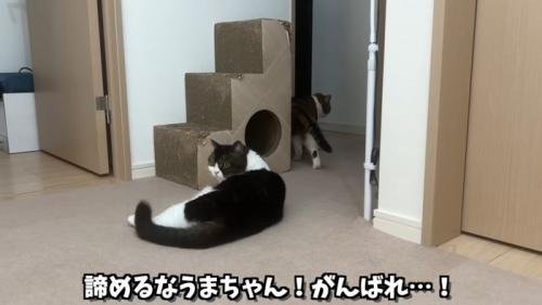 背中を向けたライラちゃん