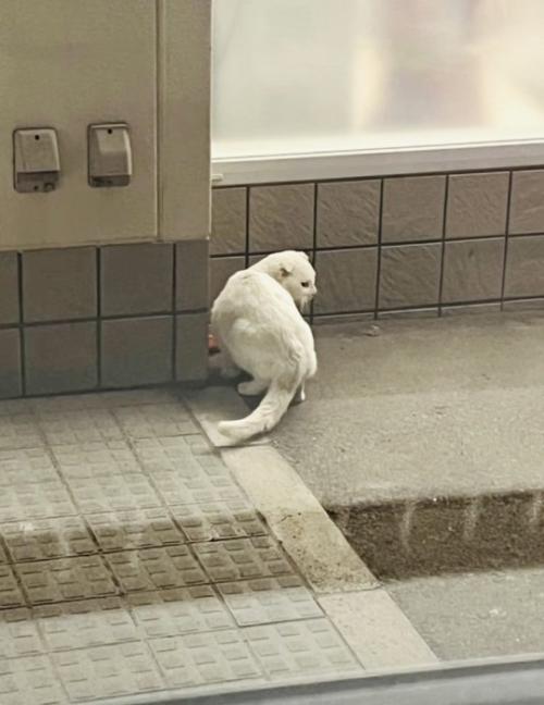 外で独りでいる白猫