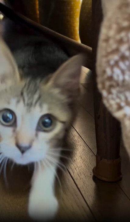 子猫のアップ