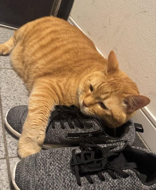 靴を抱く猫
