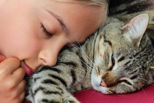 睡眠中に少女に顔をくっつけられる猫