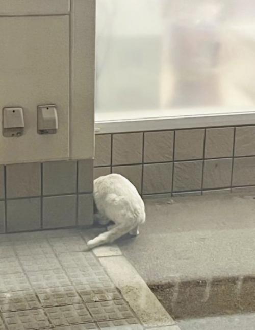 外でお父さんにもらったごはんを食べる白猫