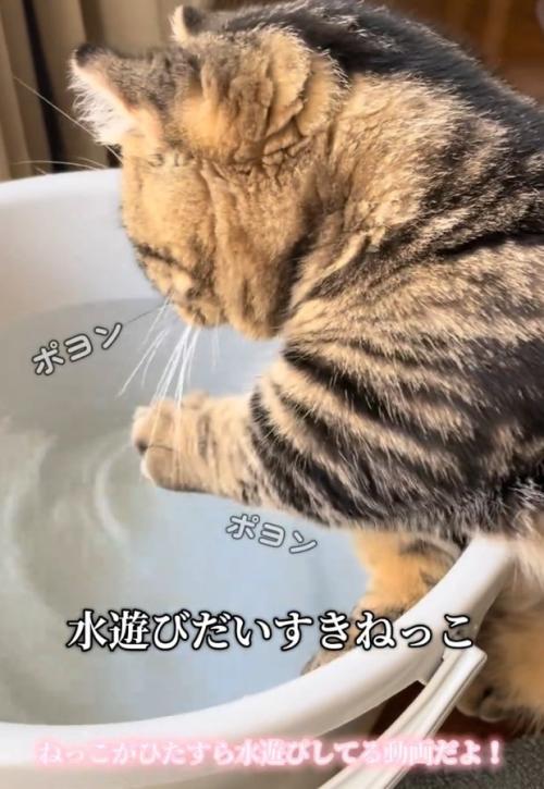 水を触ろうとする猫