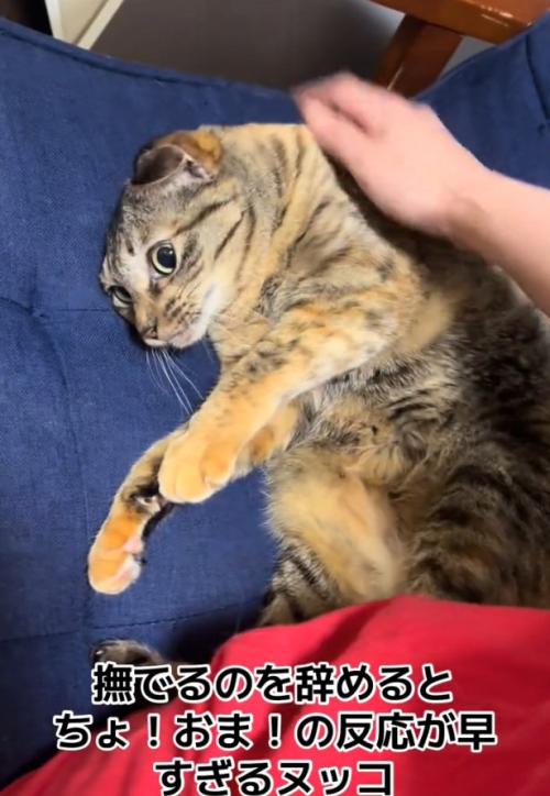 監視する猫
