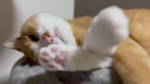 室内にいる猫