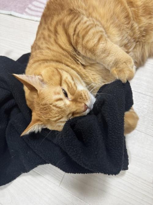 幸せそうな猫