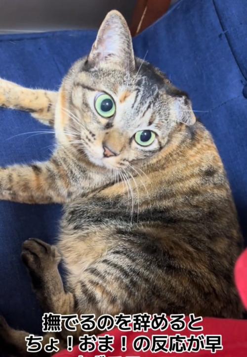 凝視する猫