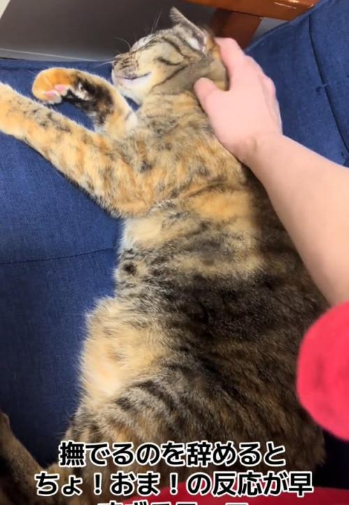 再び撫でられる猫
