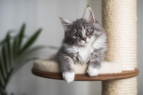 見つめてくる猫