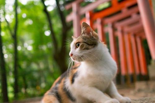 鳥居と三毛猫