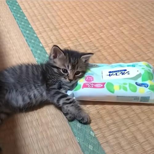 ウェットティッシュを枕にする