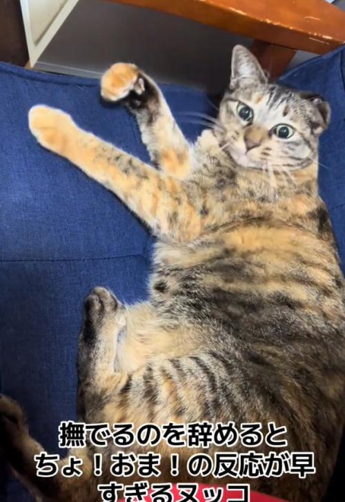 振り向く猫