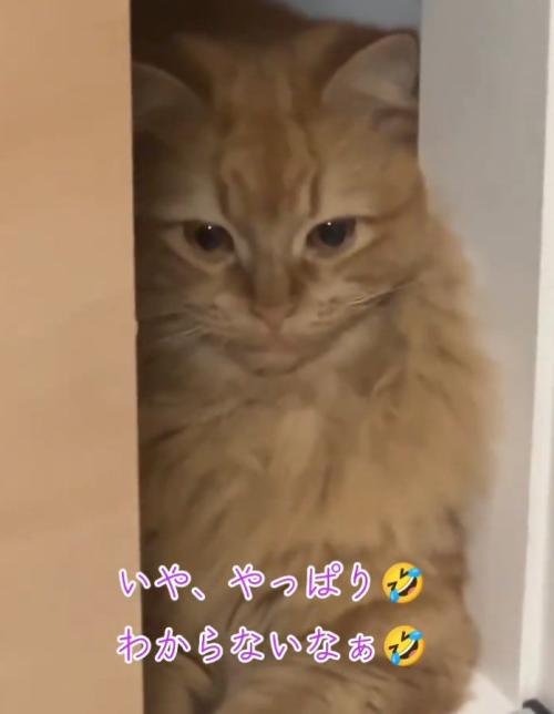 下を向く猫