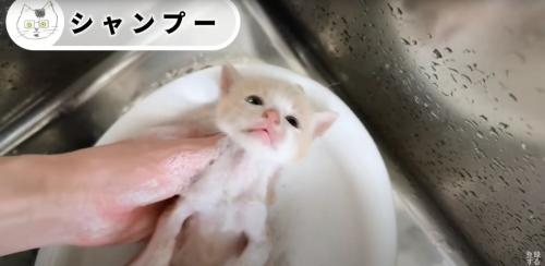 シャンプーされている子猫