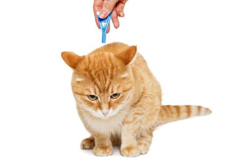 ダニの薬をつける猫