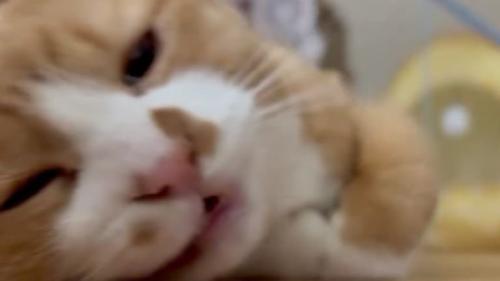 ブラッシングされている猫