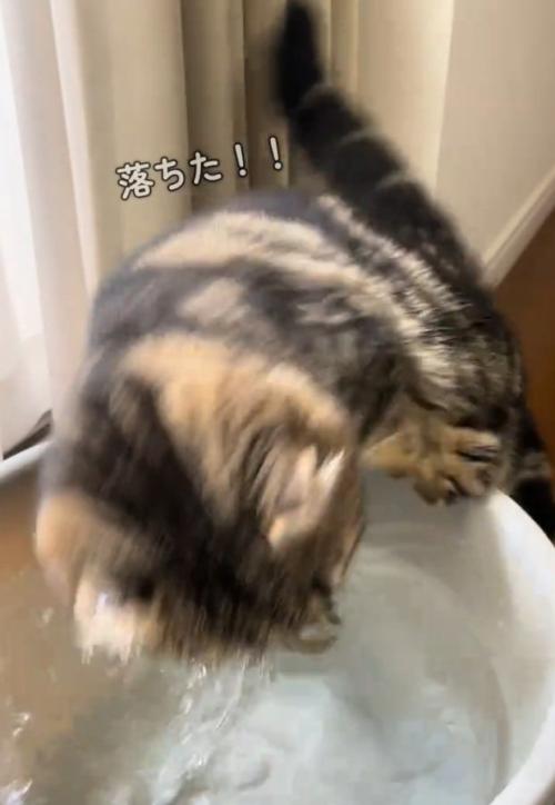 落下する猫