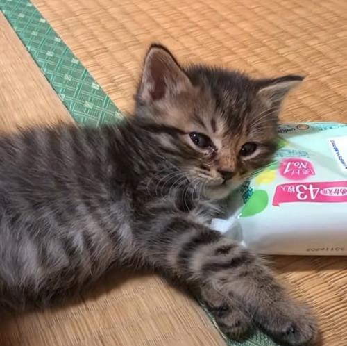 横目で見る子猫