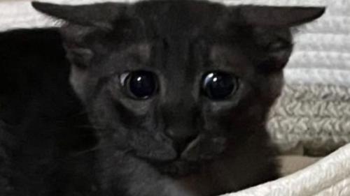 黒猫の子猫