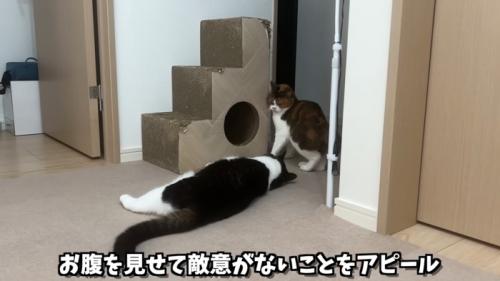 おなかを見せるうま次郎くん