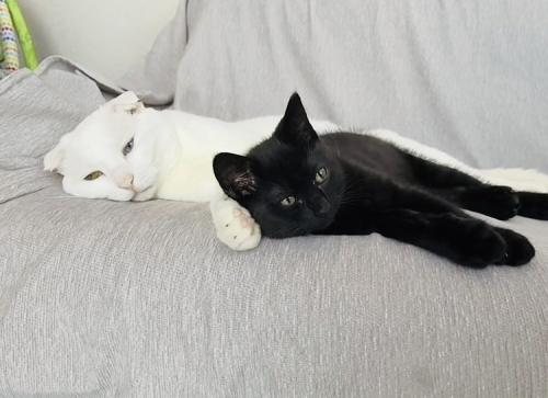 ソファで横になる白猫と黒猫