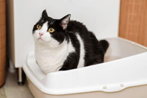 トイレに入る白黒猫
