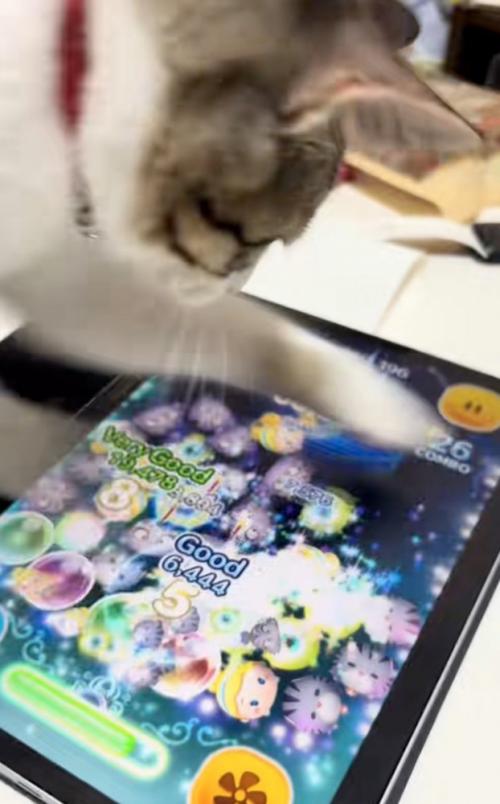 画面を前足でタッチ