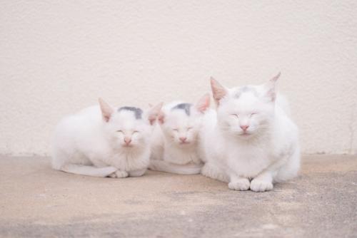 寄り添う白黒猫の親子