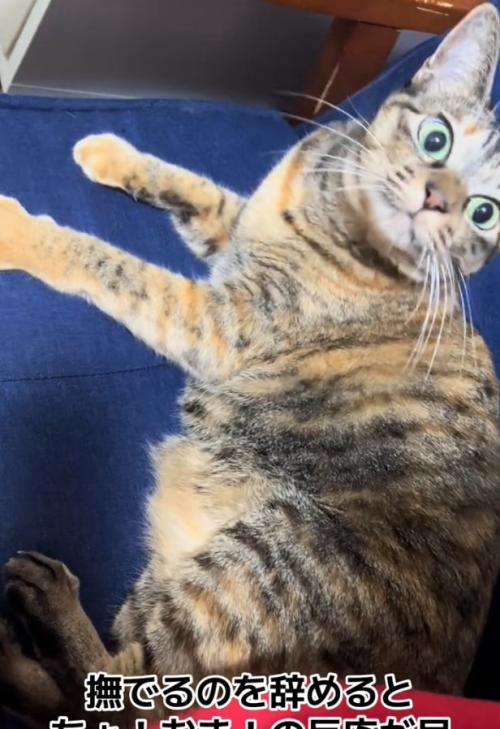 ガン見する猫