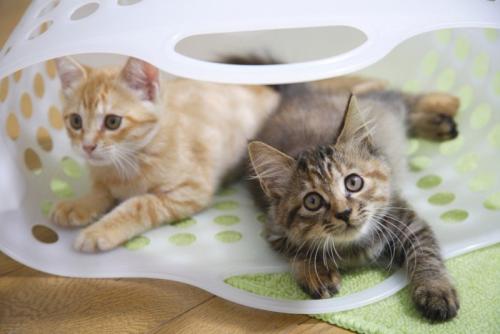 遊ぶ猫たち