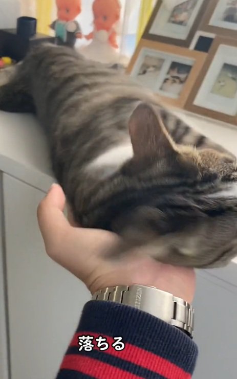 台の上から落ちそうな猫と支える飼い主