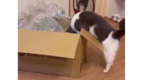 ダンボールに入ろうとしている猫