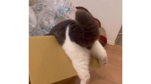 ダンボールに入ろうとしている猫