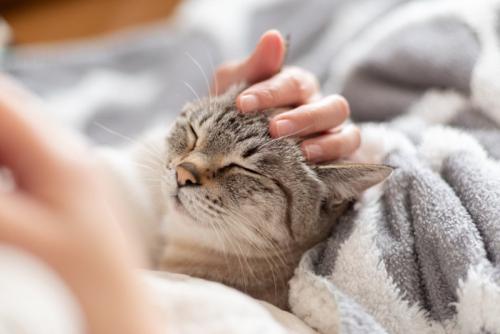 可愛い猫を撫でる飼い主