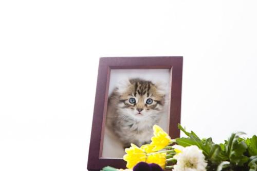 猫の遺影