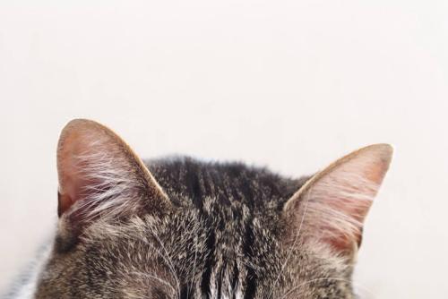 猫の額