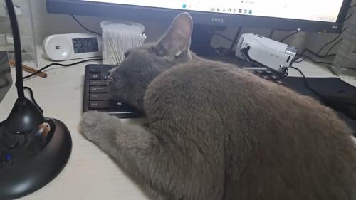 キーボードを枕に