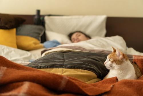 寝ている人の足元に座る猫