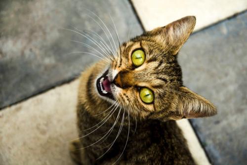飼い主を見上げて鳴く猫