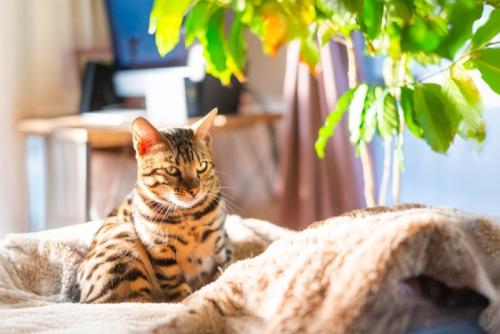 布団の上でくつろぐベンガル