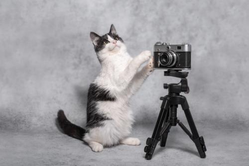カメラの横に立つ白黒猫