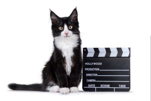 カチンコの横に座る白黒猫