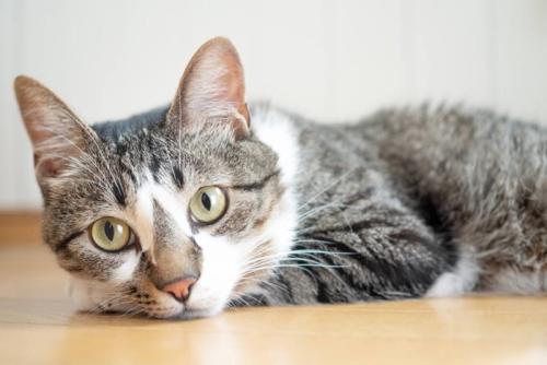 フローリングの上でくつろぐ猫