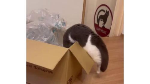 ダンボールに入ろうとしている猫