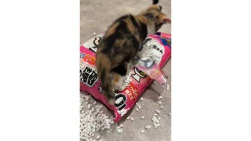 床に散らかった猫砂