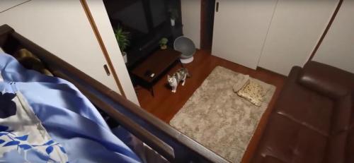 見上げている猫